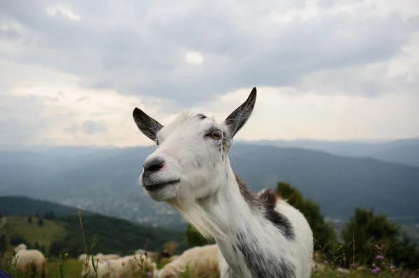 Kudde schapen in de bergen — Stockfoto