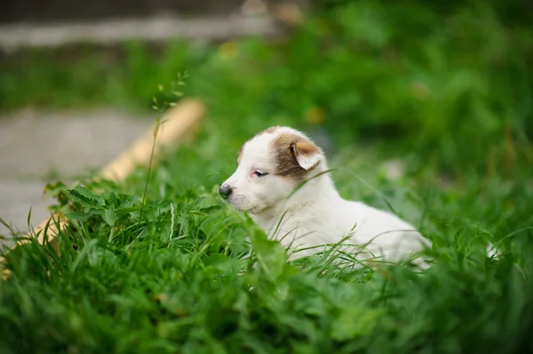Puppy dog n the green grass — Stock Photo, Image