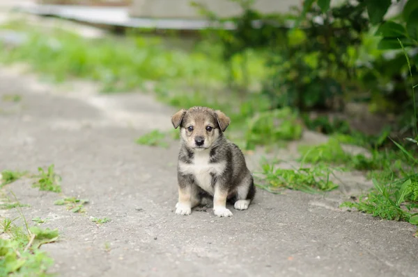 Cachorro cão n a grama verde — Fotografia de Stock