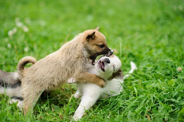 Cane cucciolo n l'erba verde — Foto Stock