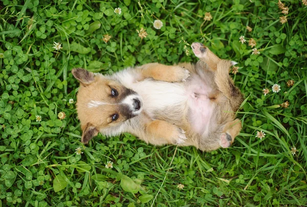 Puppy dog n the green grass — Stock Photo, Image