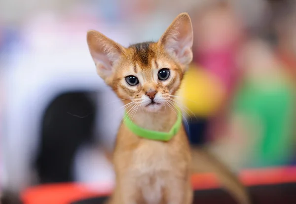 Liten katt med suddig bakgrund — Stockfoto