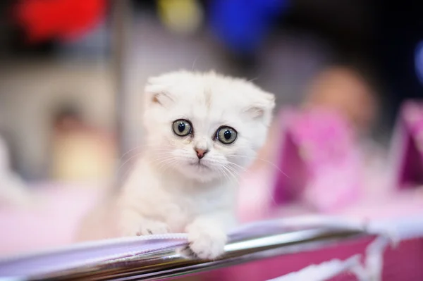 Lustige Katze auf dem verschwommenen Hintergrund — Stockfoto