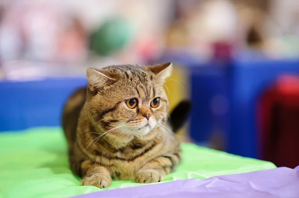 Chat drôle avec fond flou — Photo