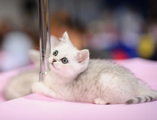 Divertente gatto con sfondo sfocato — Foto Stock