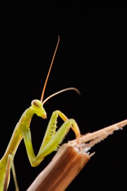 Siyah bir arka planda peygamber devesi