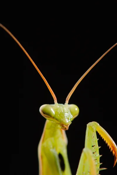 Bidsprinkhaan op een zwarte achtergrond — Stockfoto