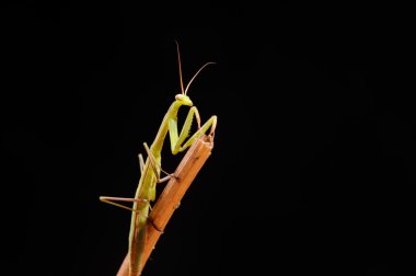 Siyah bir arka planda peygamber devesi