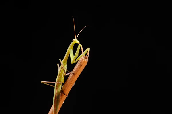 Praying mantis on a black background — Stock Photo, Image