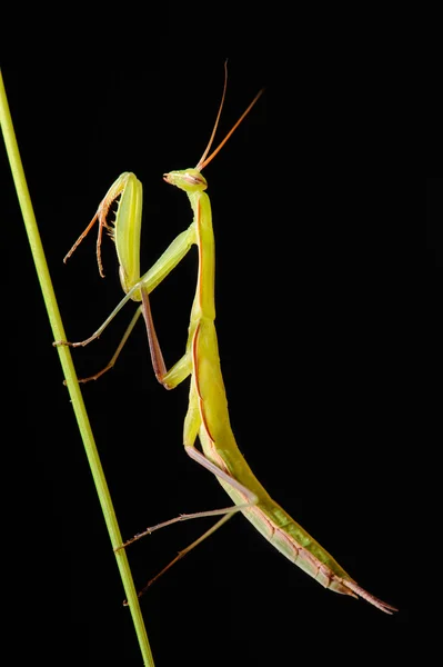 Be mantis på en svart bakgrund — Stockfoto