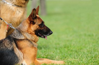 köpek yeşil arka plan bulanık