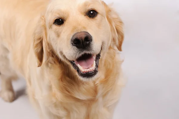 Purebred golden retriever cão isolado sobre fundo cinza — Fotografia de Stock