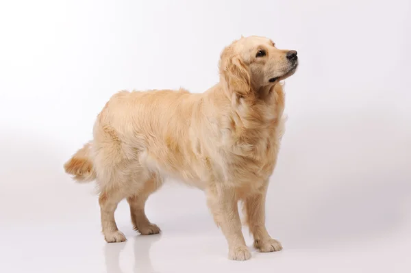 Чистий золотий собака-ретривер ізольований на сірому фоні — стокове фото