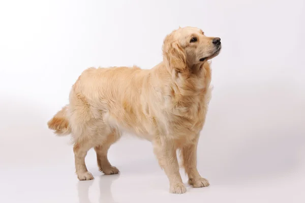 在灰色的背景中分离的纯种的金毛猎犬 — 图库照片