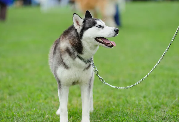 ハスキー犬の子犬 — ストック写真
