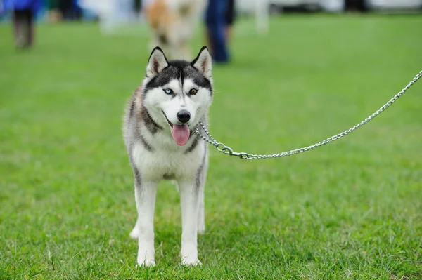 Welpe von Husky Hund — Stockfoto