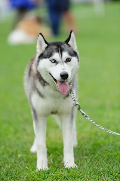 Welpe von Husky Hund — Stockfoto