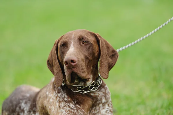 Dog on green blurred background — Stock Photo, Image