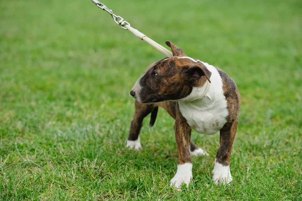 Chien Bull Terrier — Photo