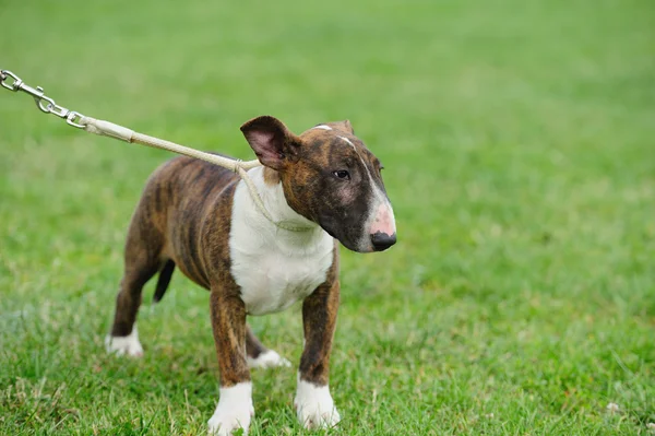 Bull terrier hund — Stockfoto