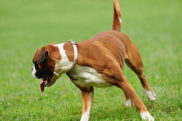 Cão brincando com bola — Fotografia de Stock