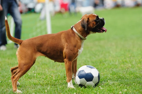 Pes hrát s míčem — Stock fotografie