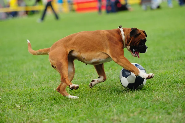 Hond spelen met de bal — Stockfoto