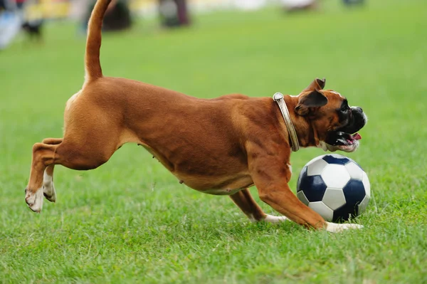 Cane giocare con la palla — Foto Stock