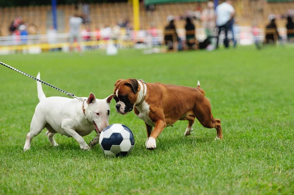 Hond spelen met de bal — Stockfoto