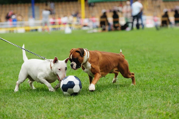 Chien jouant avec la balle — Photo