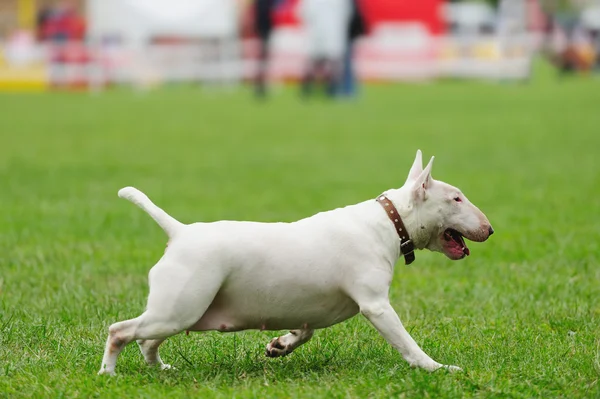 Cão terrier touro — Fotografia de Stock