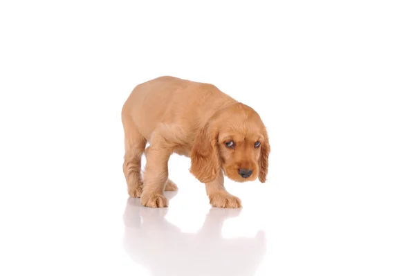 Üzgün köpek yavrusu — Stok fotoğraf