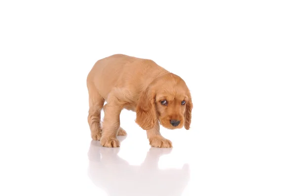 Sad puppy dog — Stock Photo, Image