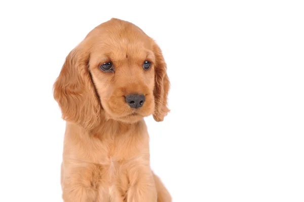 Cão cachorrinho triste — Fotografia de Stock