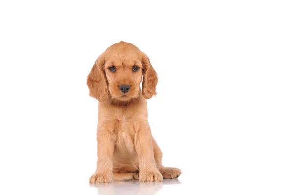 Cão cachorrinho triste — Fotografia de Stock