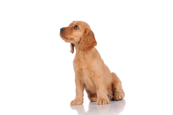 Cão cachorrinho triste — Fotografia de Stock