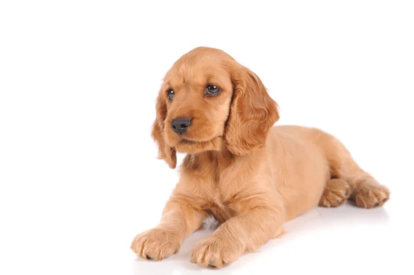 Cão cachorrinho triste — Fotografia de Stock