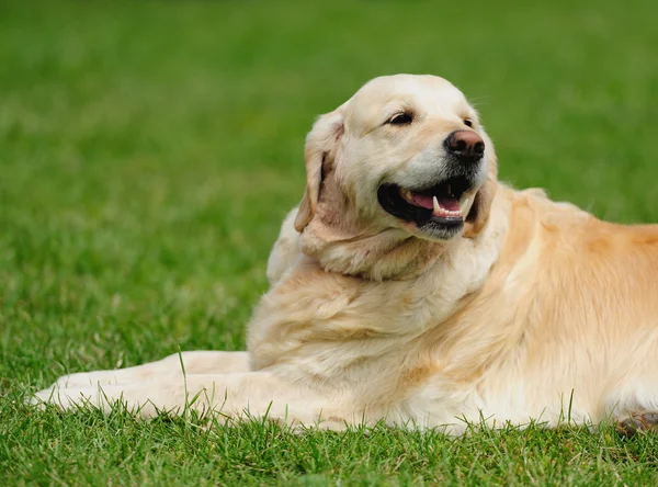 Cão no fundo embaçado verde — Fotografia de Stock