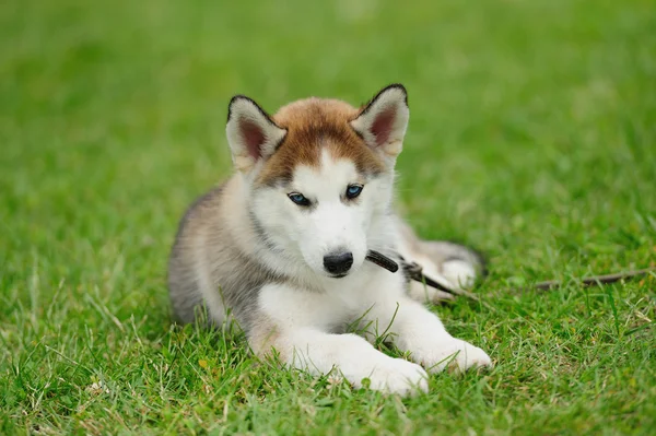 Puppy of husky dog — Stock Photo, Image