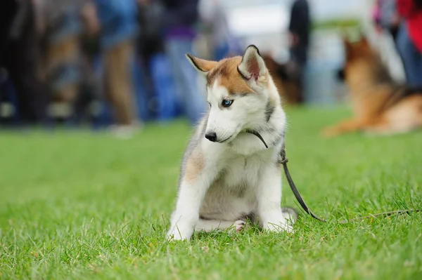 Welpe von Husky Hund — Stockfoto