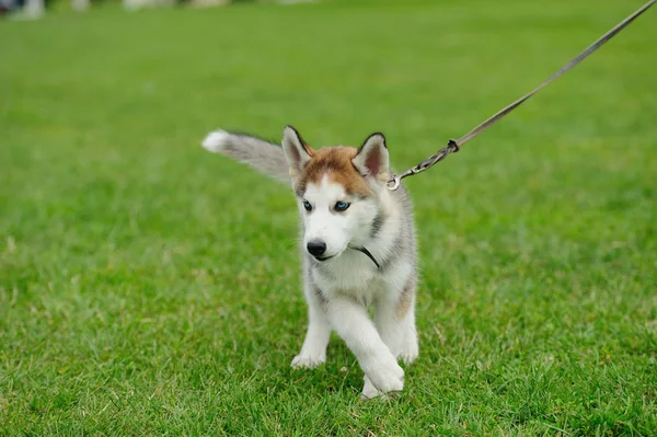 Cachorro de perro husky — Foto de Stock