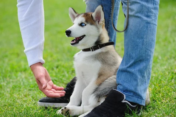 Chiot de chien husky — Photo