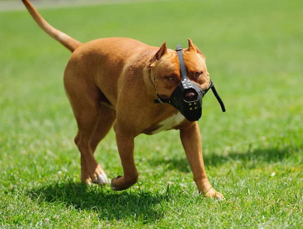 Cão perigoso com focinho — Fotografia de Stock