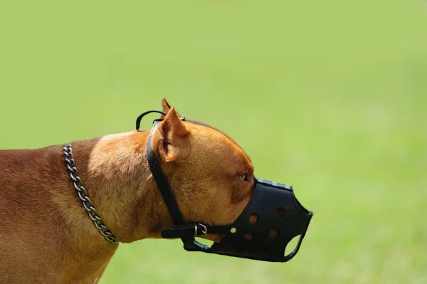 Gefährlicher Hund mit Maulkorb — Stockfoto