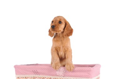 Üzgün köpek yavrusu