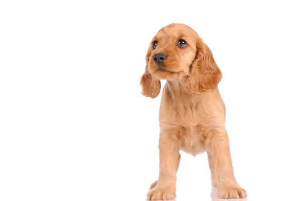 Perro cachorro triste —  Fotos de Stock