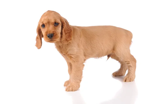 Perro cachorro triste — Foto de Stock