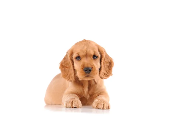 Sad puppy dog — Stock Photo, Image