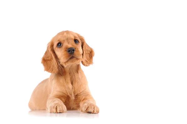 Perro cachorro triste — Foto de Stock