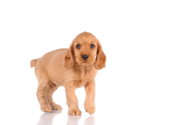 Cão cachorrinho triste — Fotografia de Stock